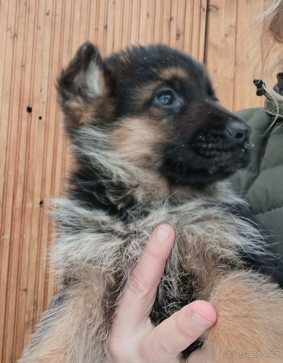 Německý ovčák štěně s PP - 2