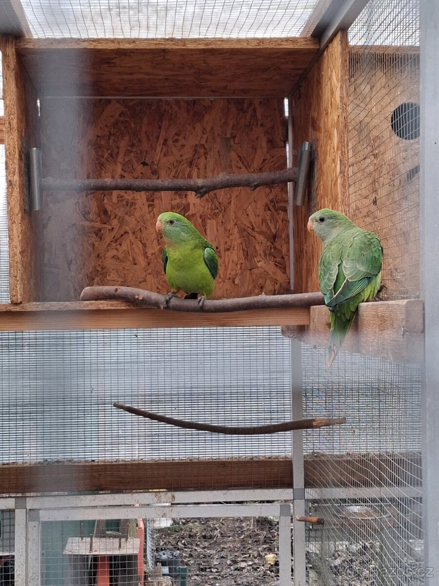 Papoušek nádherný - 2