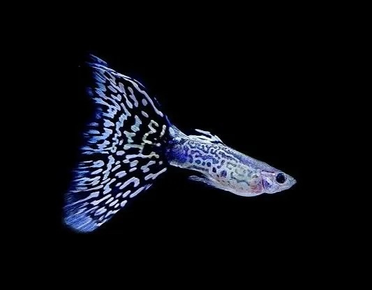 Paví očka Blue Mosaic - vlastní odchov - 2