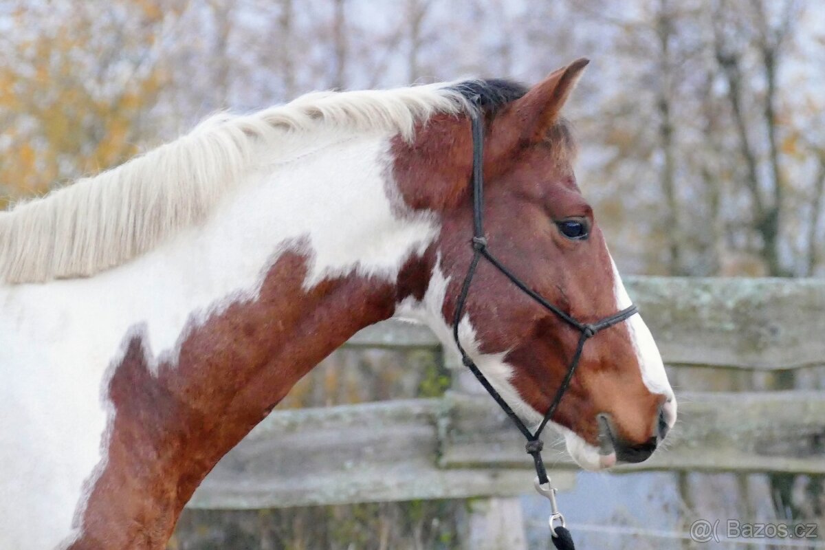 Tříletý valach CS po Heartvit ZH - 2