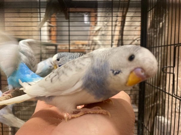 Prodám Andulky modrobílé - 2