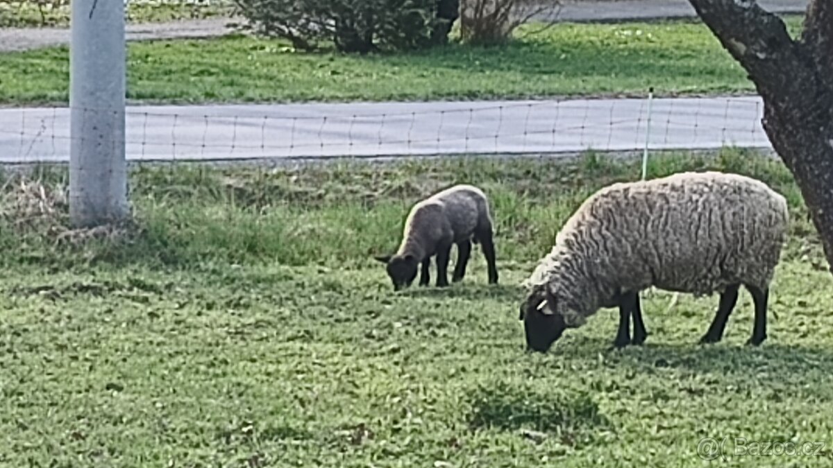 Prodám Beránky - 2