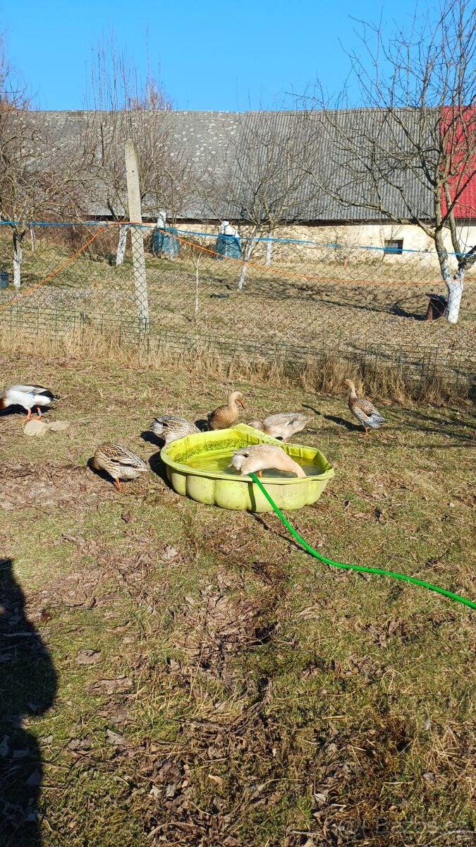 Indický běžec - kacer a kachny - 2