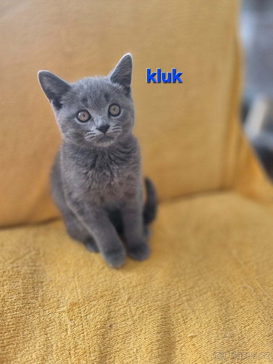 Britská koťata bez PP - 2