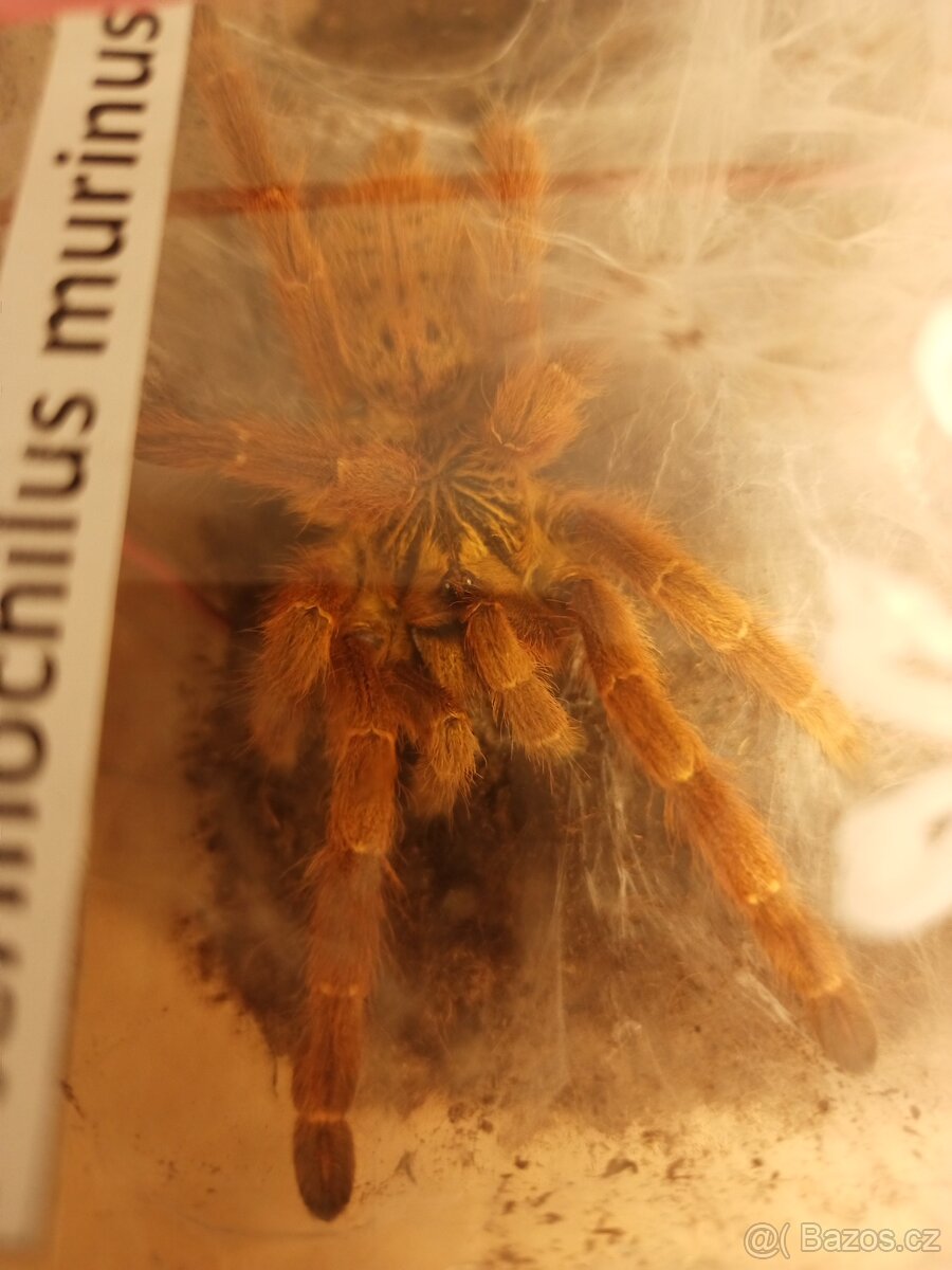 Pterinochilus murinus RCF samice - 2