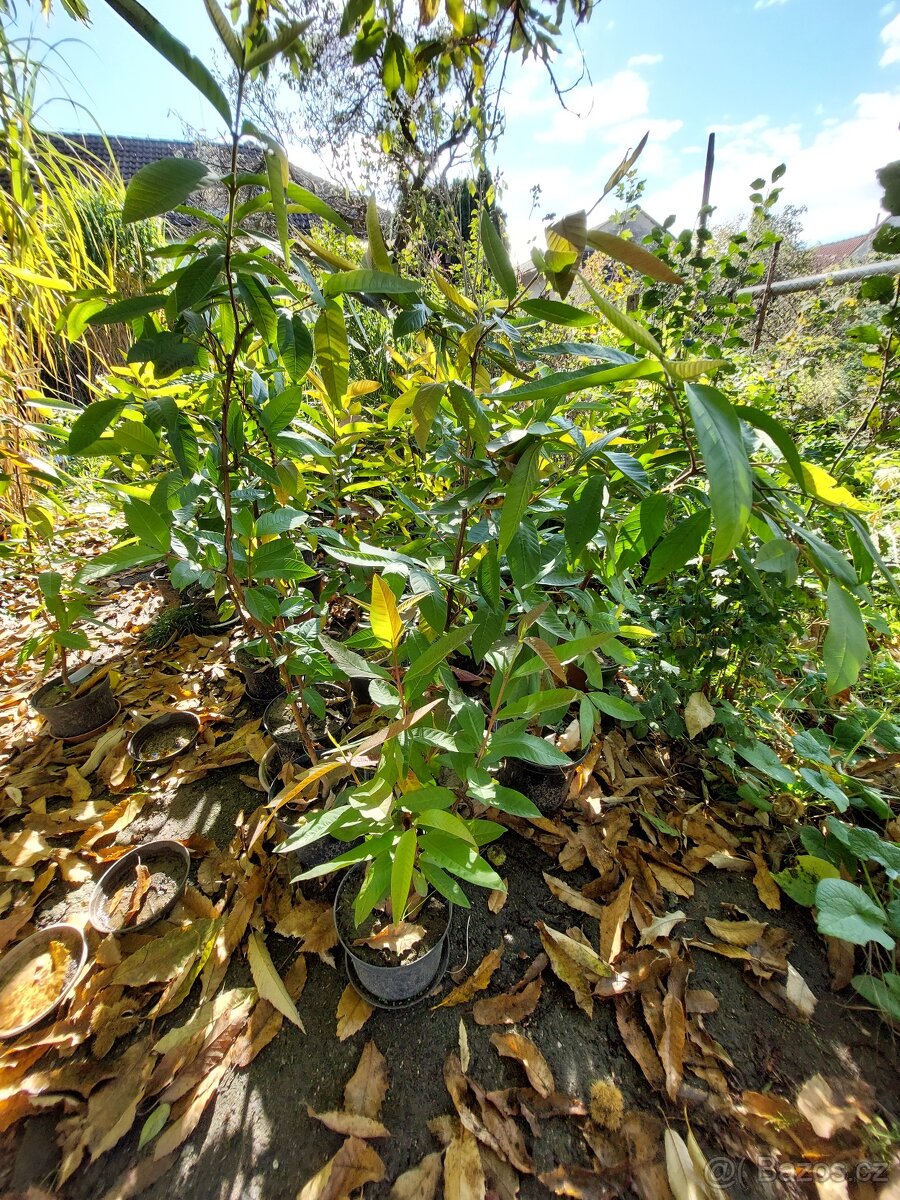 Prodám kvajávy hruškové - Psidium guajava - 2