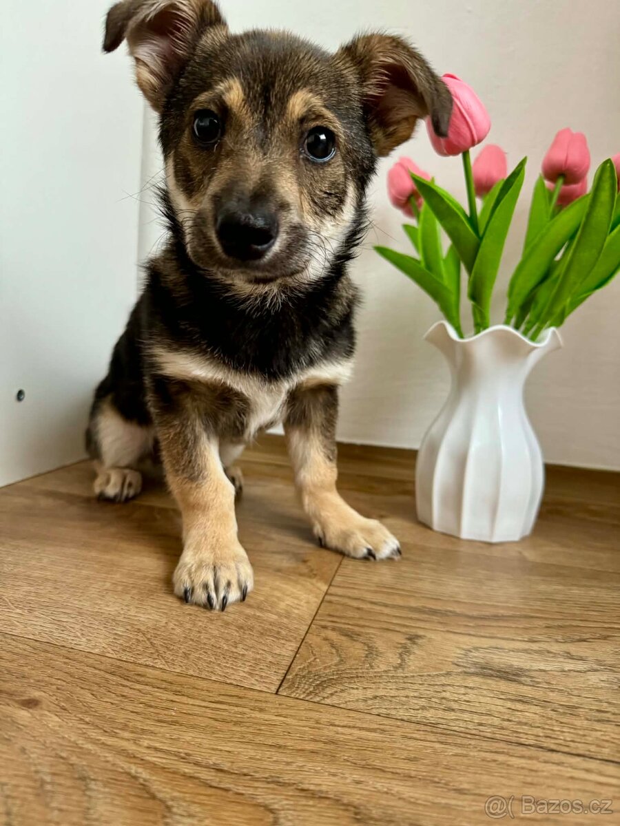 Štěňátko - 2