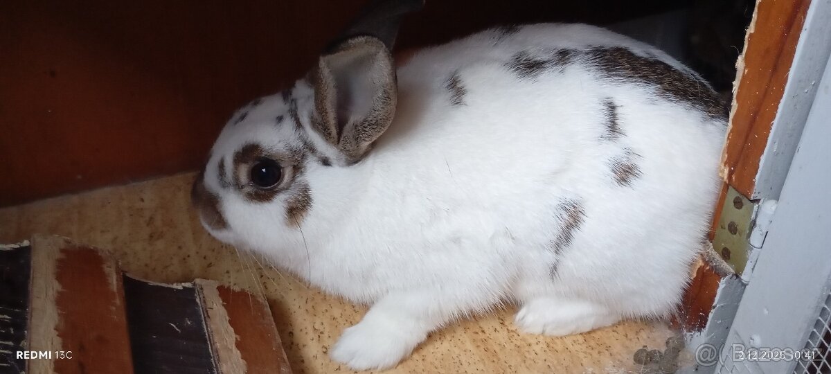 2 zakrslí králíčci s klecí - 2