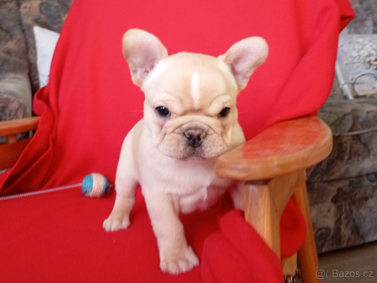 Francouzský buldoček - 2