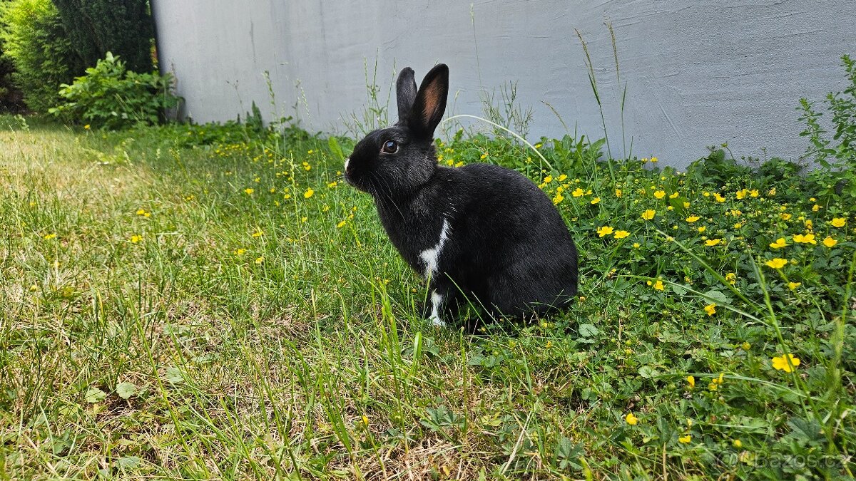 Kralik -Samička - 2