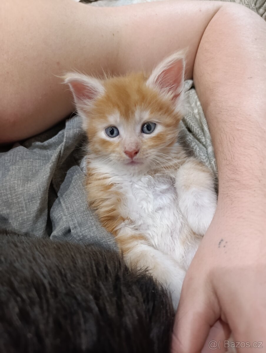 Mainská mývalí kocourek - 2