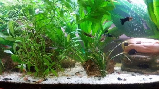 akvarijní rybičky - 2