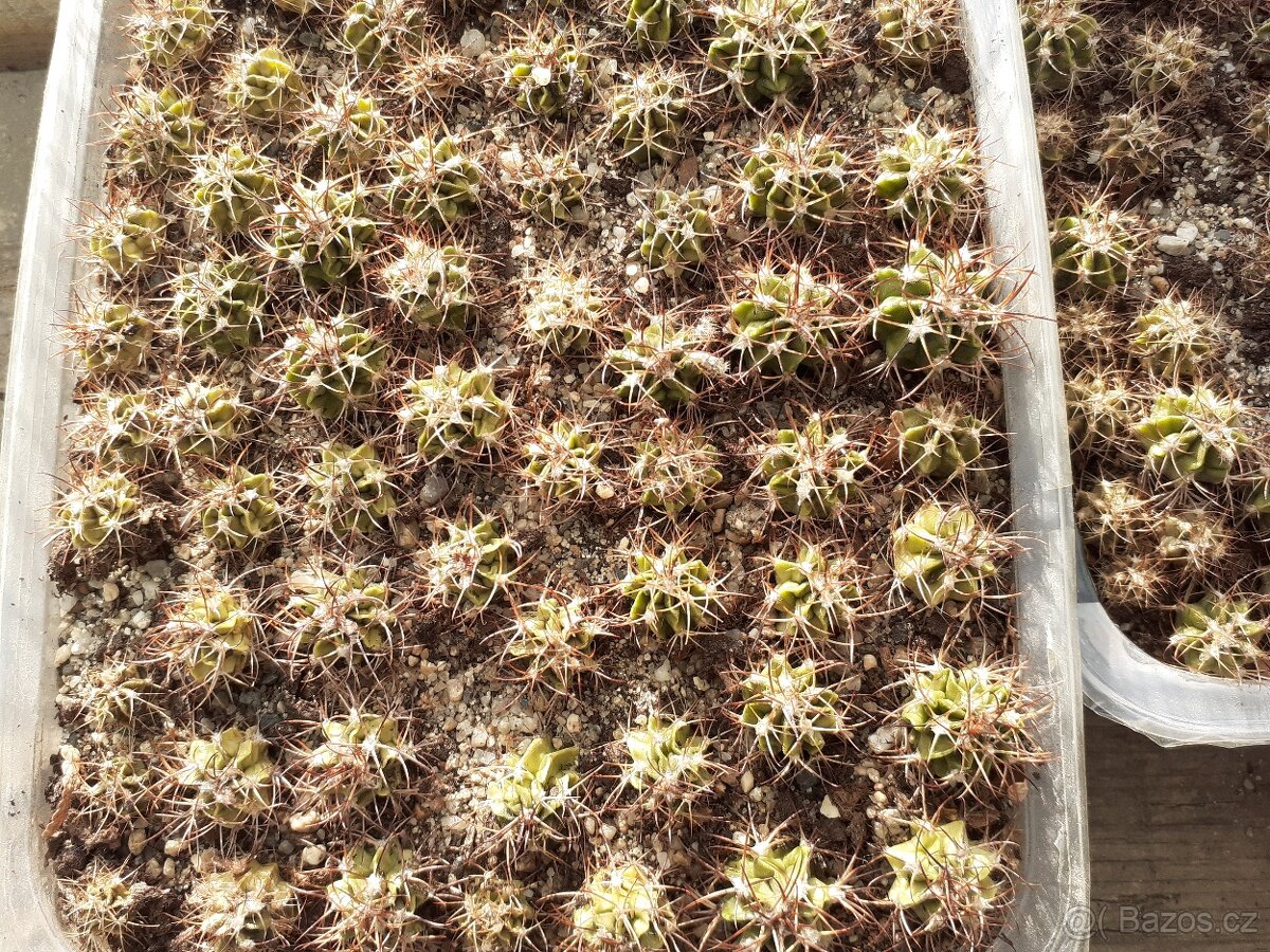 Meocactus - 2