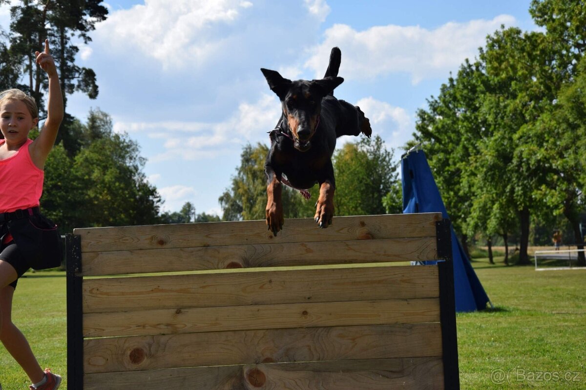 Dobrman - kvalitní štěňata s PP - 2