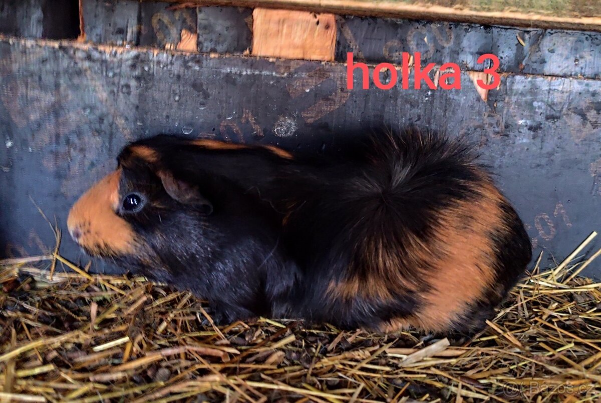 morče, morčátko - 2