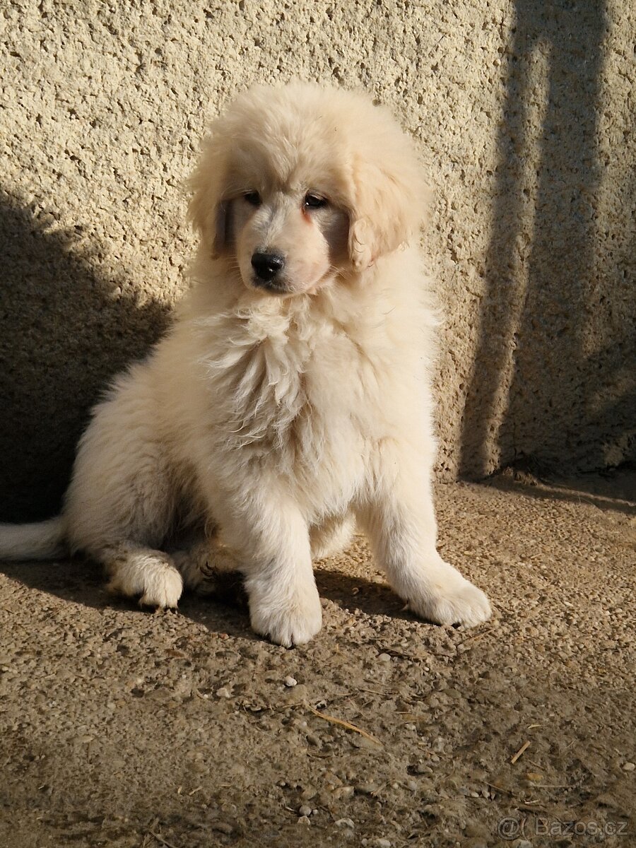 Slovenský čuvač - 2