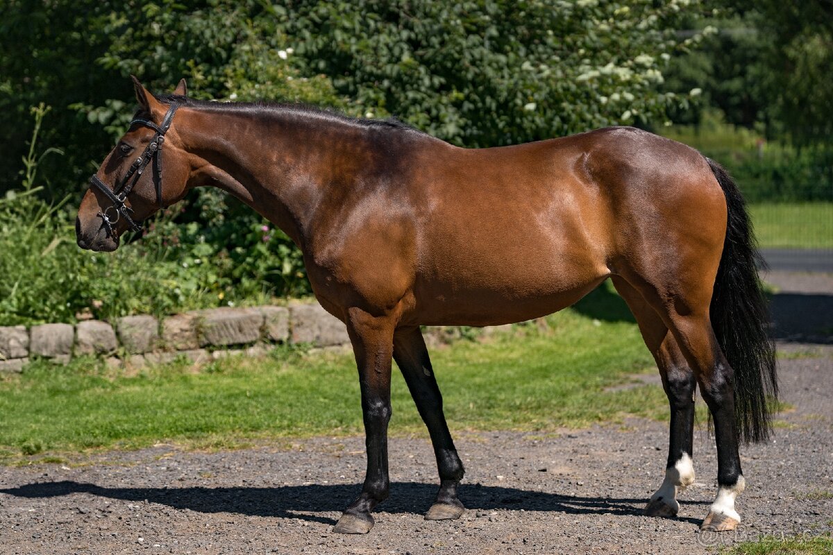 Lusitano klisna 8 let - 2