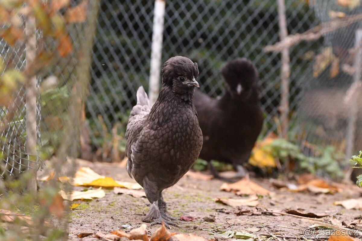 Minislepičky pro radost i vejce - 2