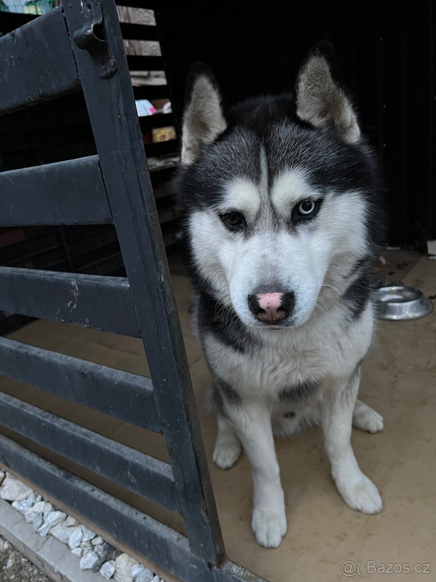 Husky s pp - 2