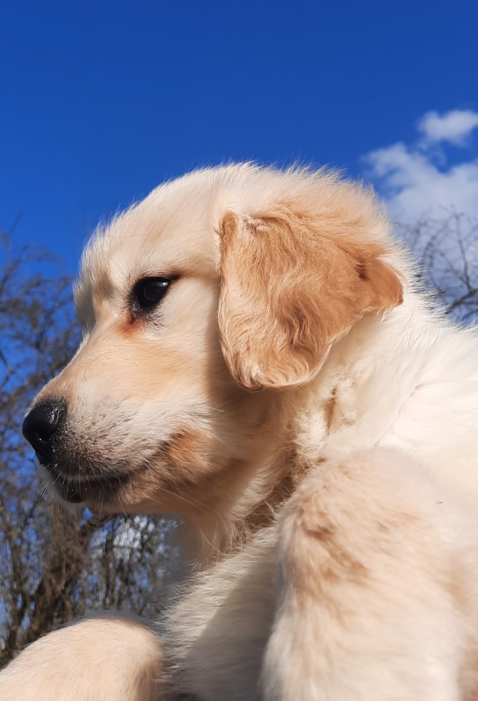 Zlatý retrívr - štěně - 2