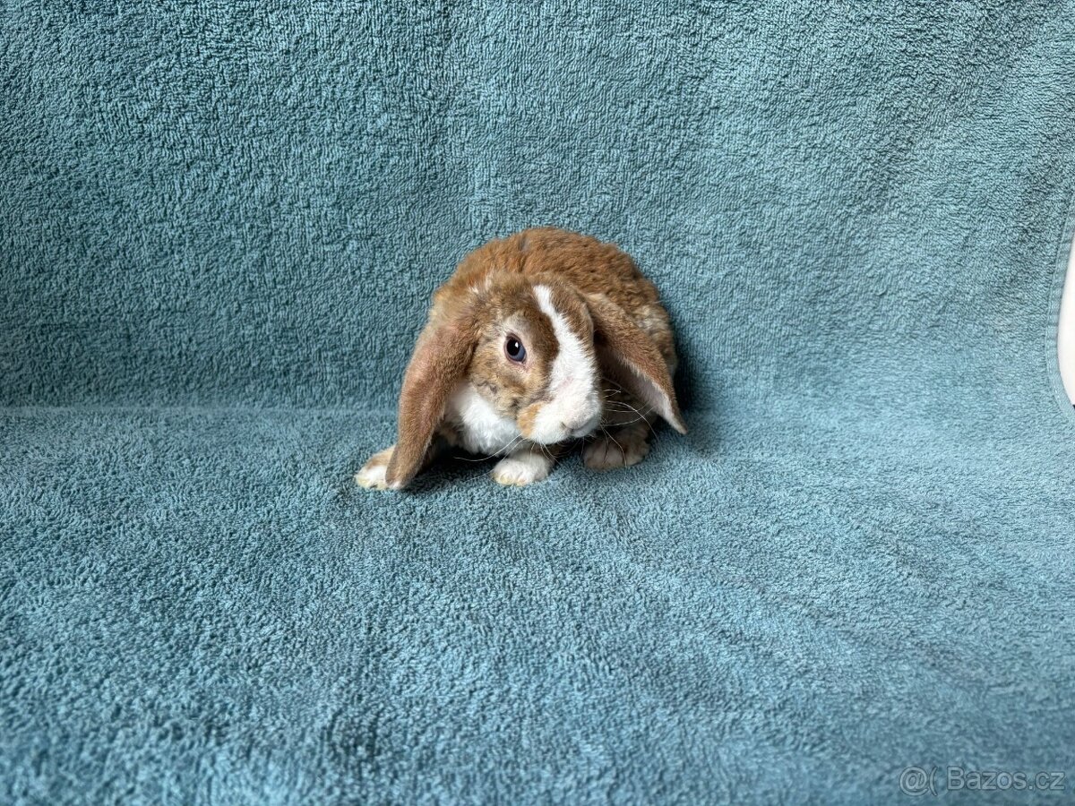 zakrslý králíček beránek rex - 2