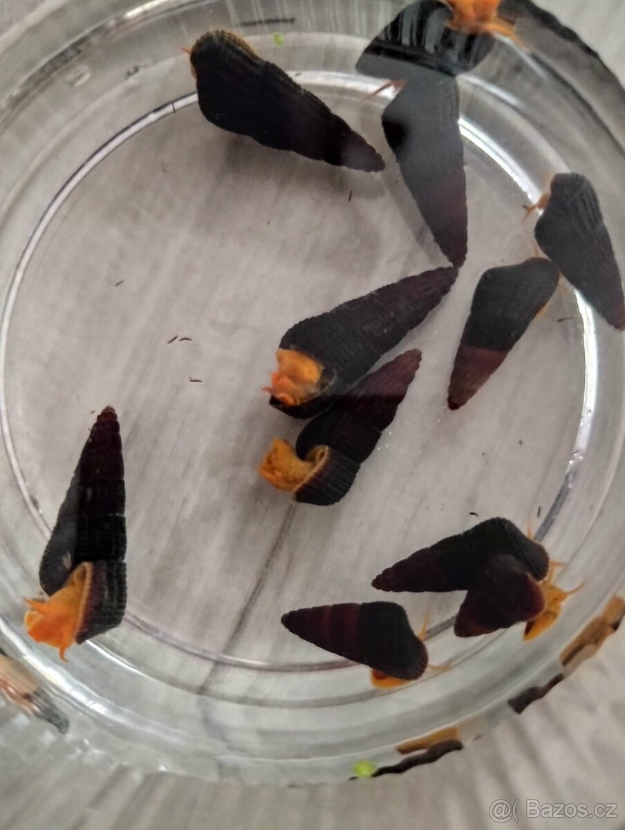 Tylomelania sp. orange - 2