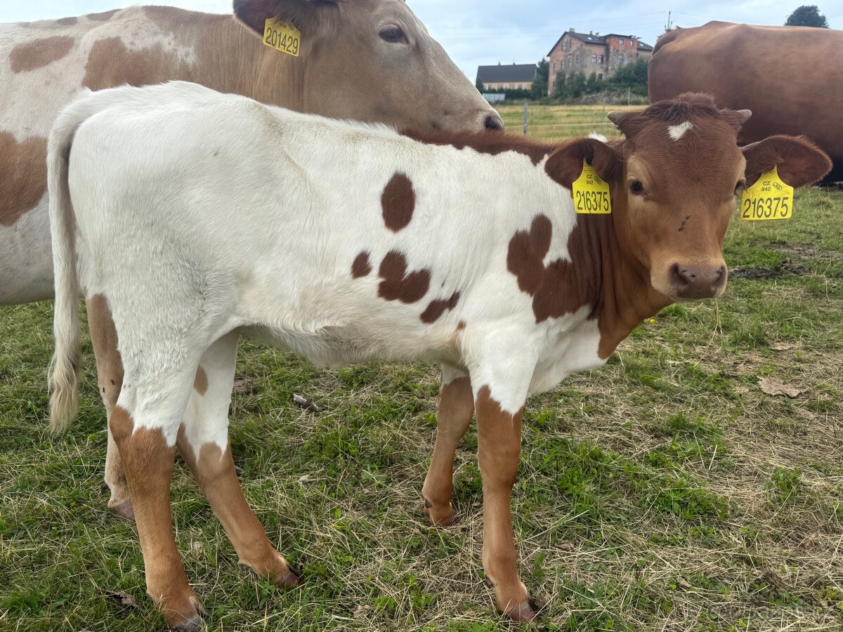 Prodám čistokrevnou jalovici Texas longhorn - 2