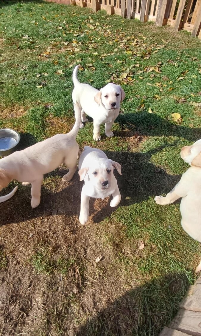 Štěňátka Labradorský retrívr - 2