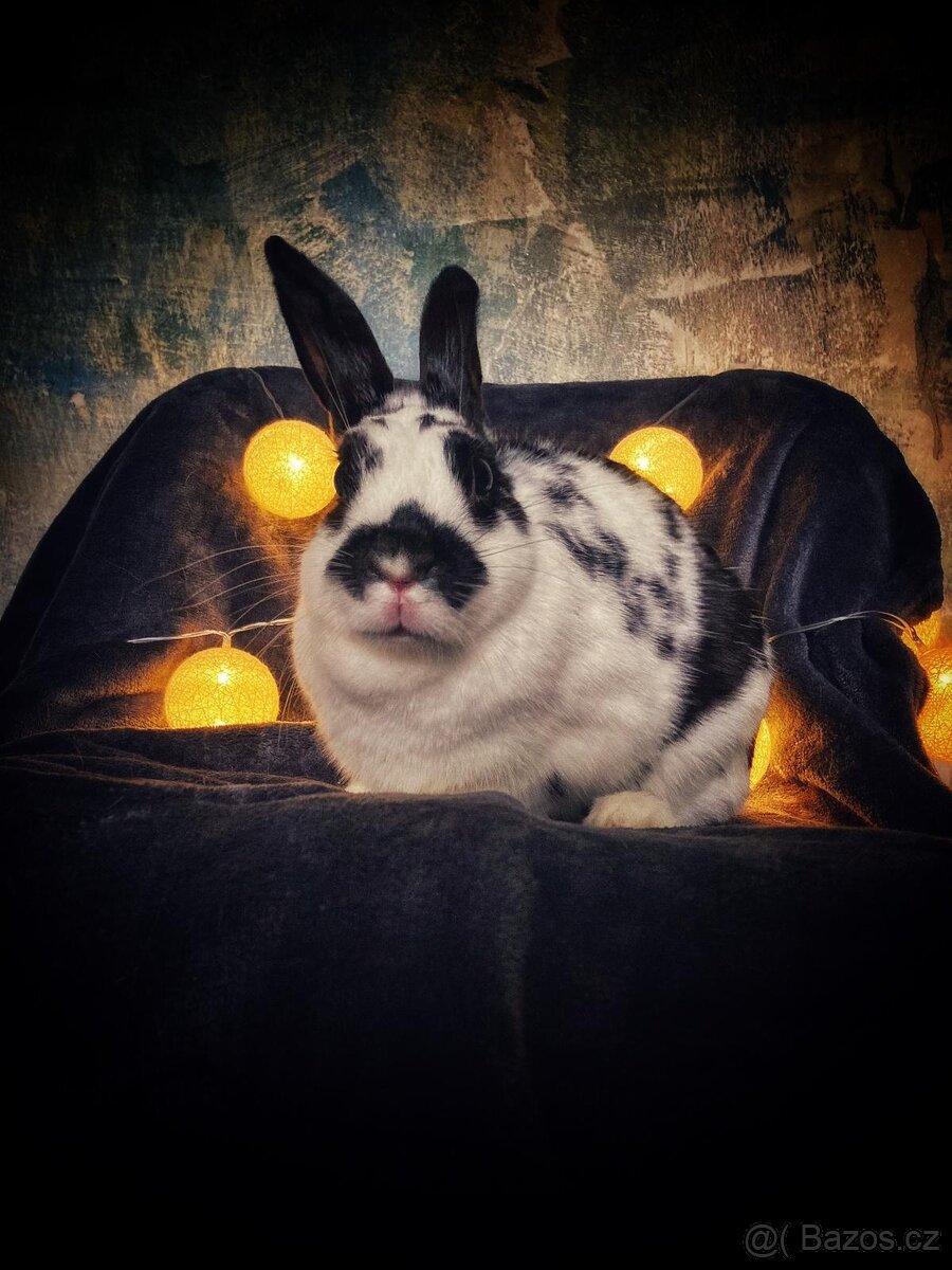 sportovní králík s pp - Lora - 2