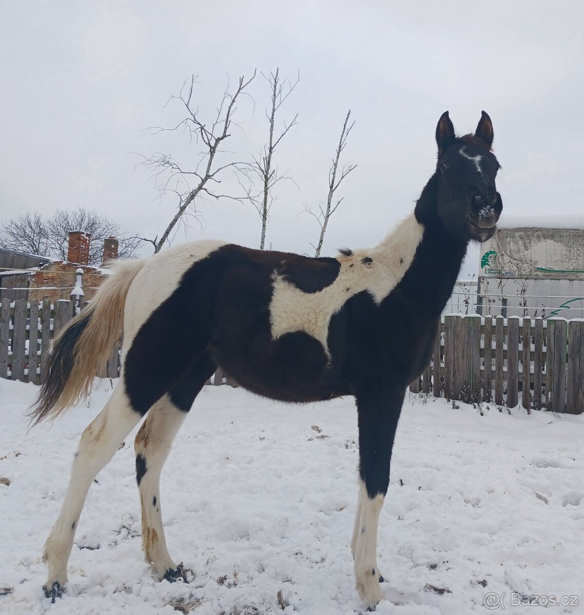Podílová APH kobylka - 2