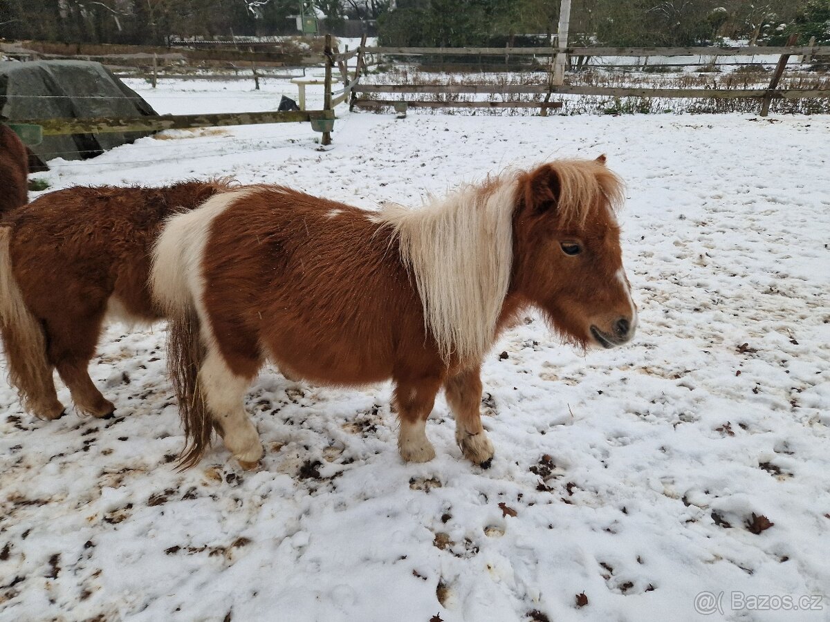 Klisna shetland pony mini s PP - 2