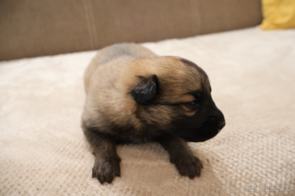 Nabízíme krásná štěňata - 2