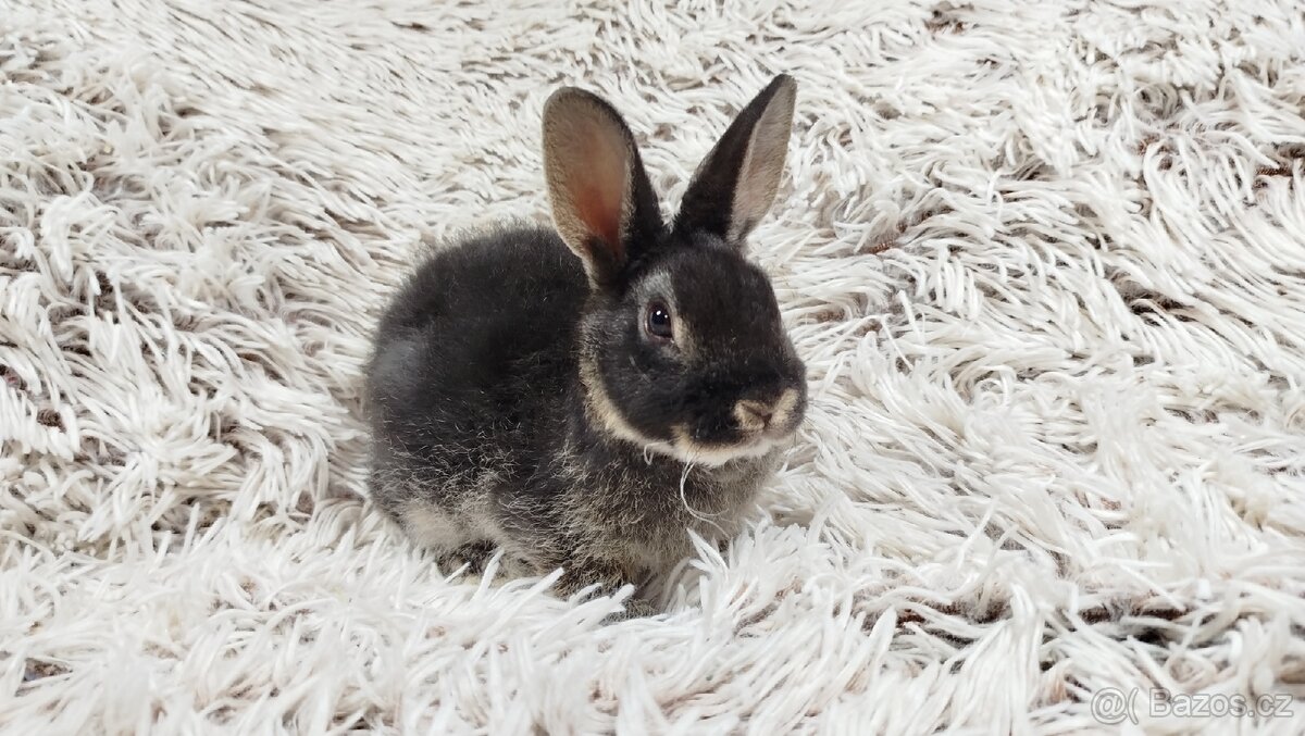 Zakrslý králíček, králík -(REX)-DAISY - 2