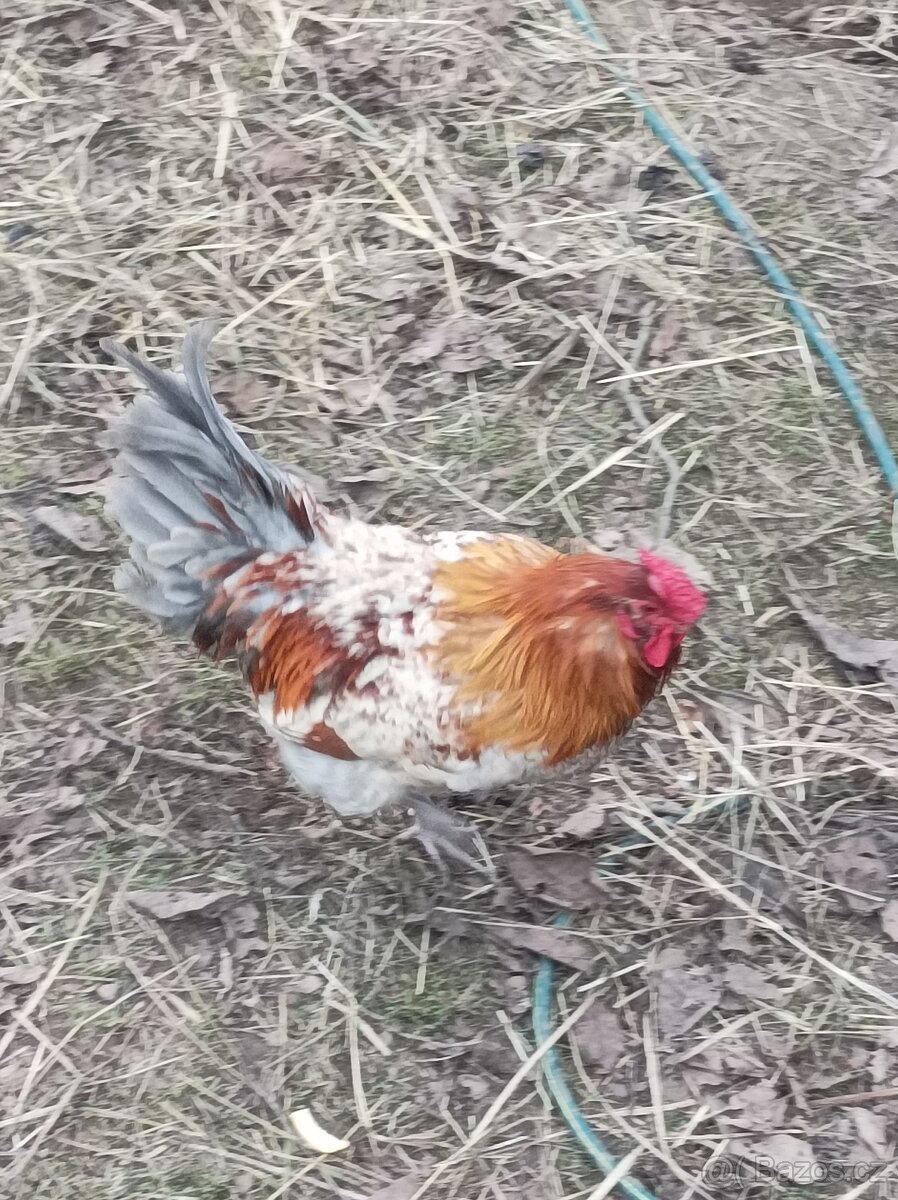 Prodám kohouty - 2