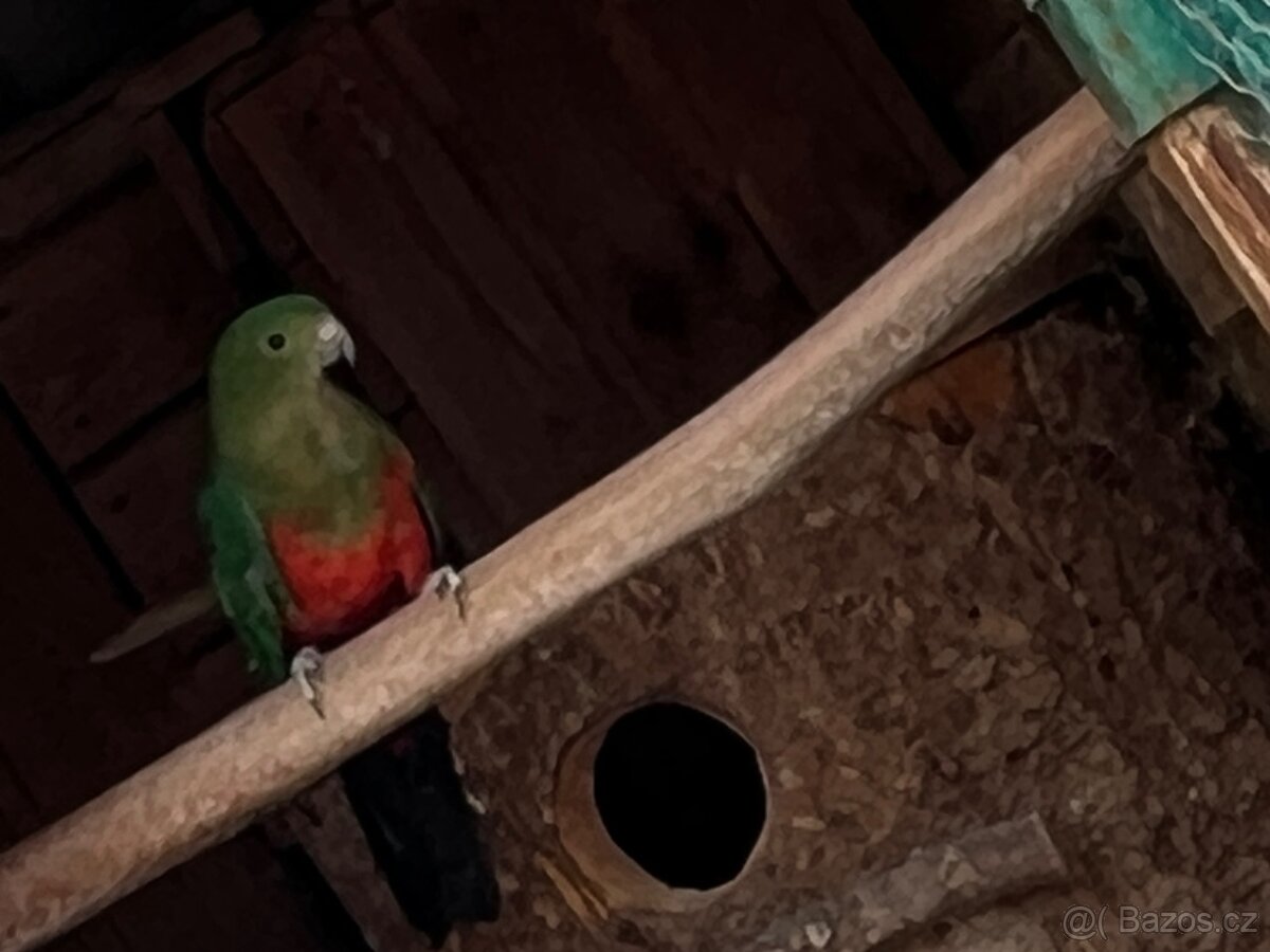 Pap. Královský chovná samice. - 2