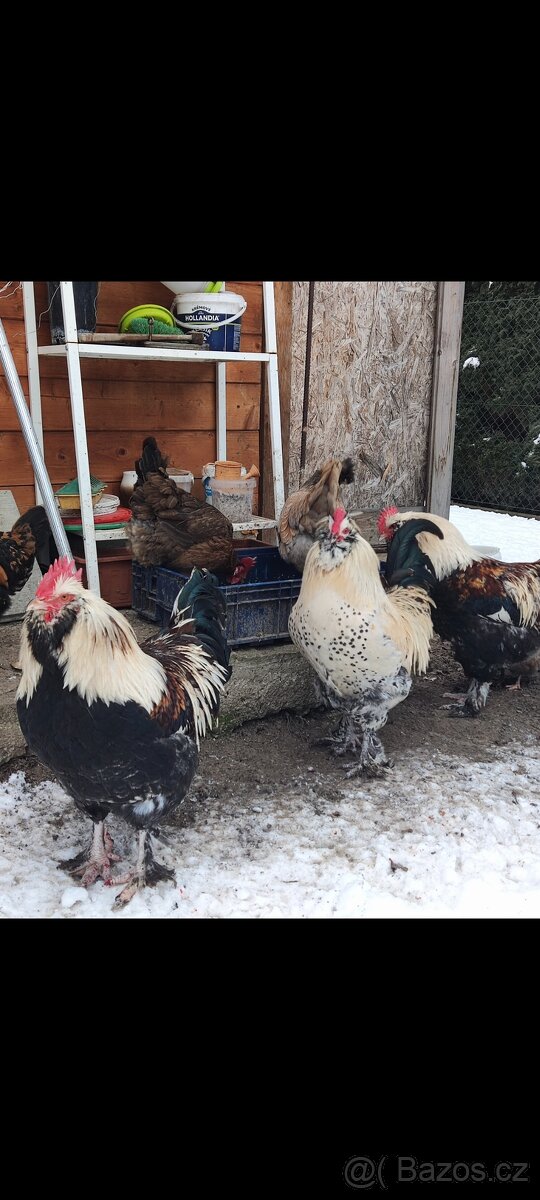 Faverolka velká lososová - kohouti - 2