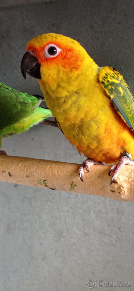 Aratinga sluneční - 2