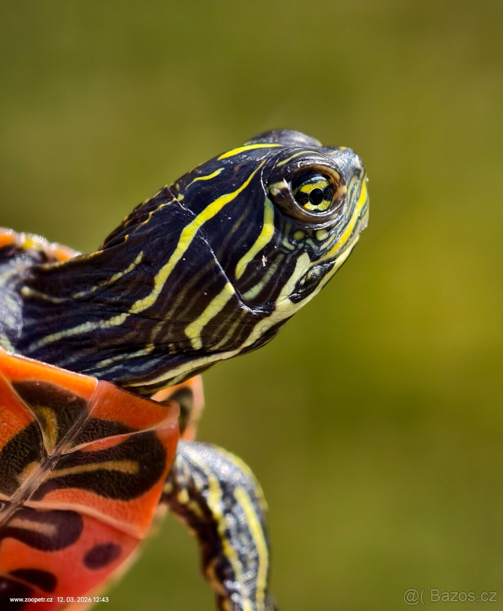 Želva červenobrichá - 2