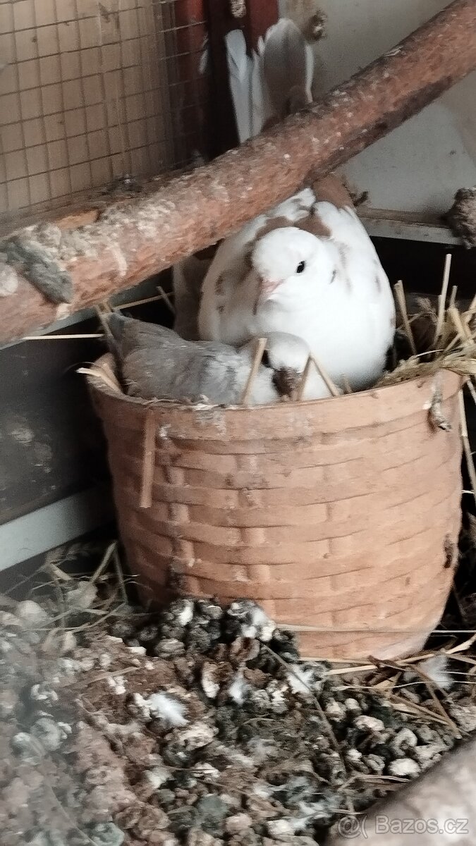 Hrdlička chechtavá - 2