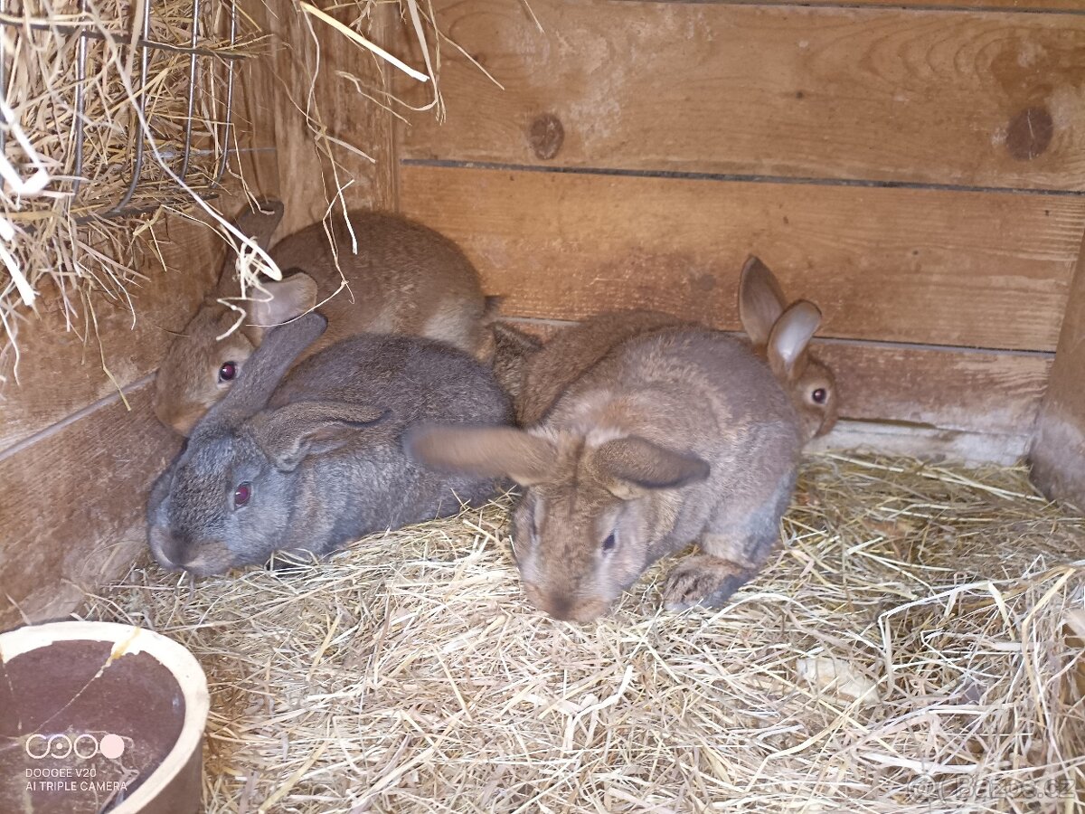 Prodám králíky - 2