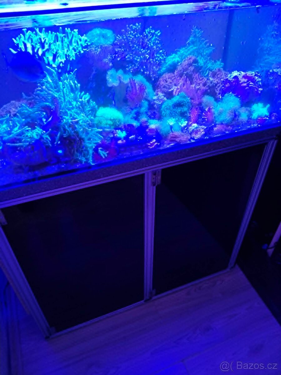 Mořské akvárium - 2