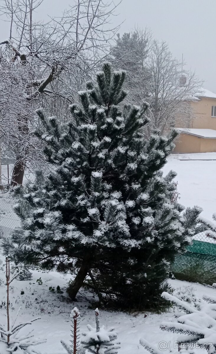 Vánoční stromeček, stromek, strom, borovice, borovička - 2