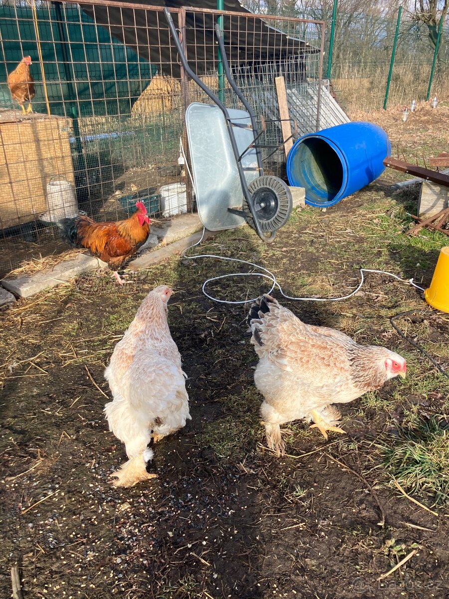 Prodám Brahmanky - 2