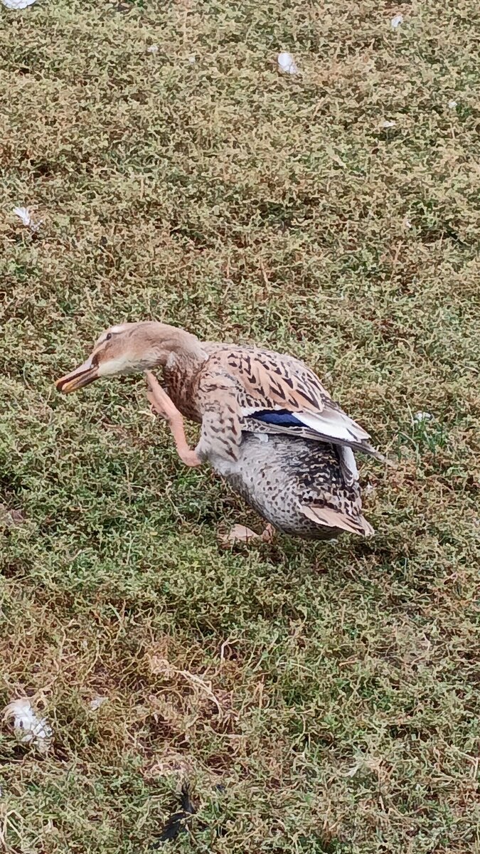 Indický běžec - 2