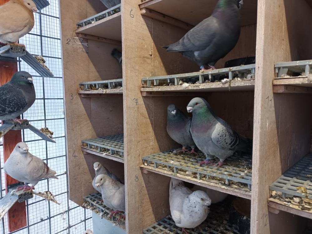 Američtí výstavní holubi - 2