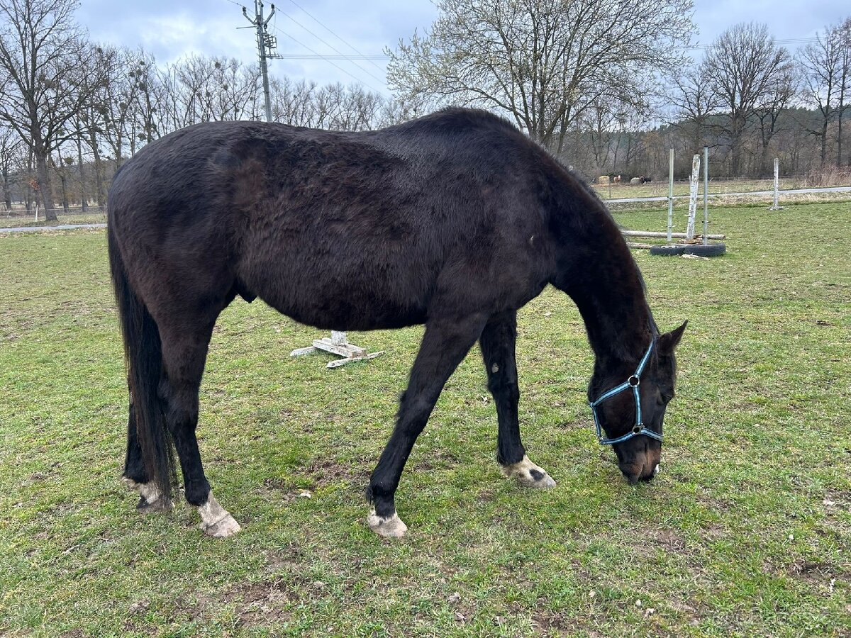 Valach a1/1 na prodej - 2