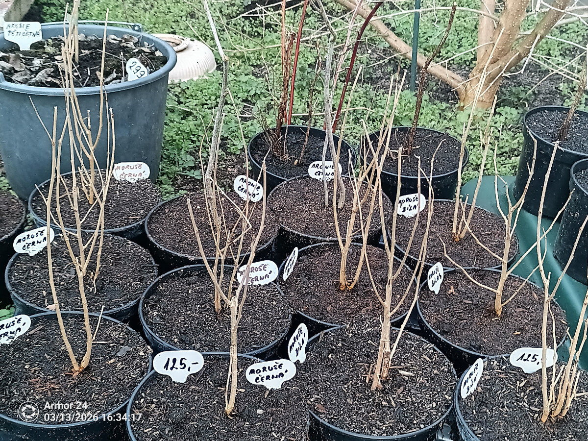 Moruše černá a bílá - 2