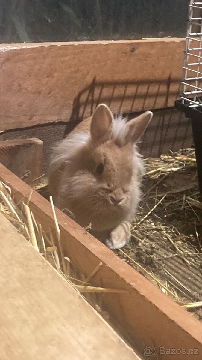 Králíček Lvíček zlatý - 2