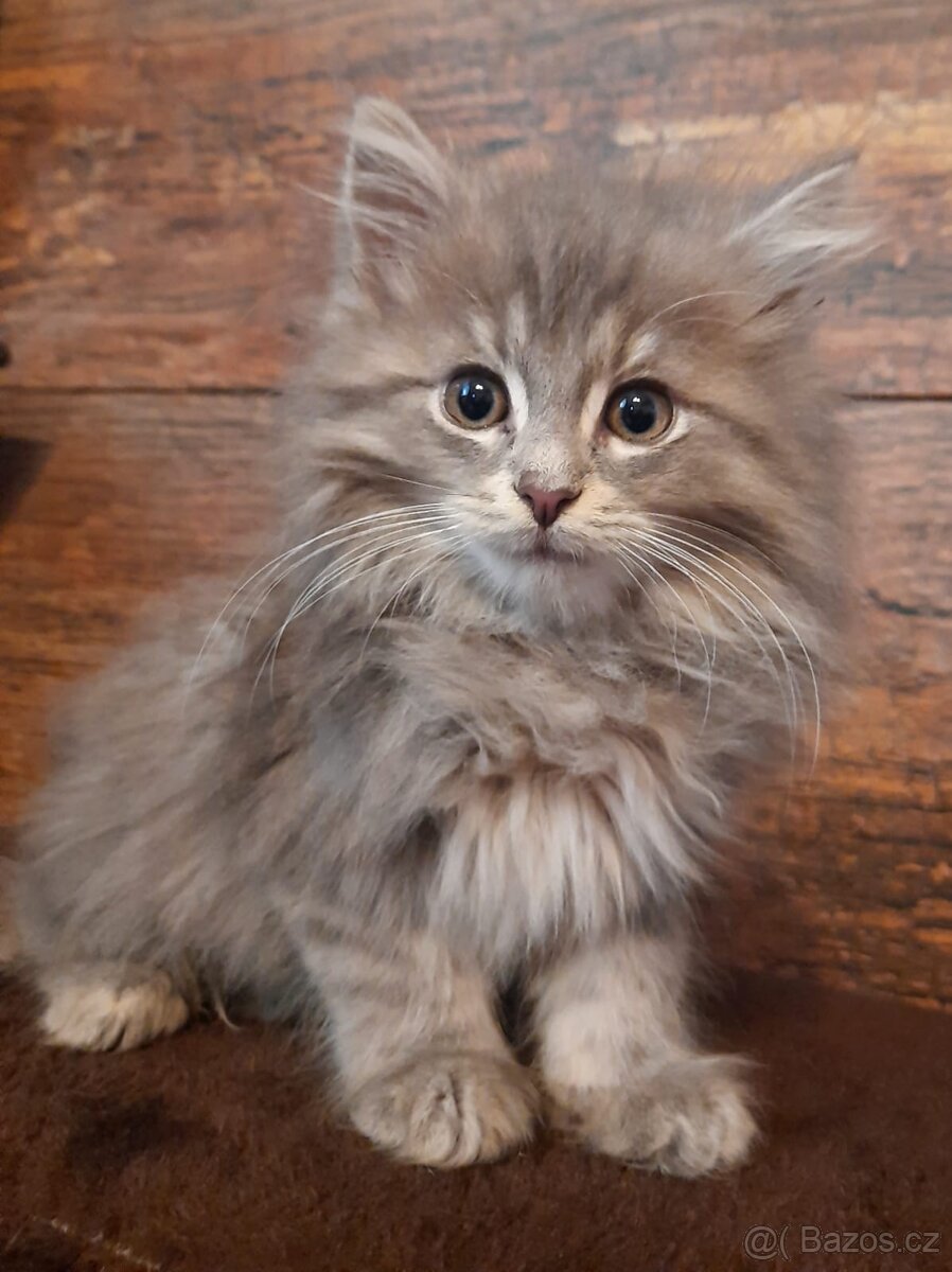 Sibiřská kočka, Něvská maškaráda - 2