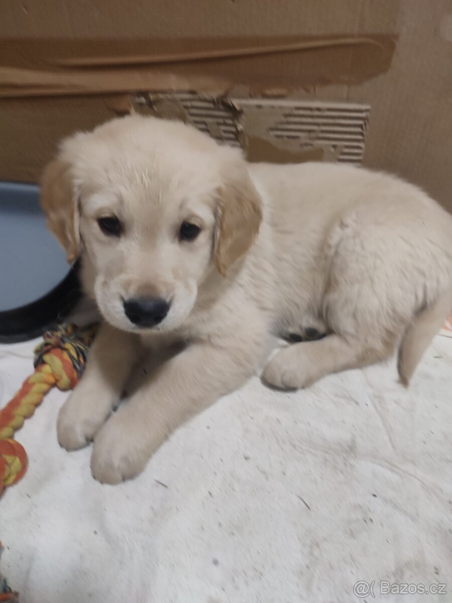 Zlatý retrívr štěňátka - 2